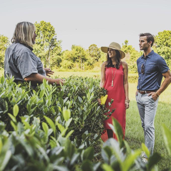 南卡羅萊納州基窪島的查爾斯頓茶園的招牌 南卡羅萊納州基窪島的查爾斯頓茶園的招牌