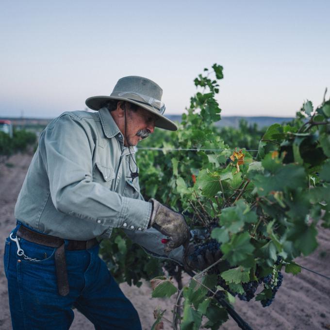 A New Mexico gardener tends to a wine grape-producing grapevine