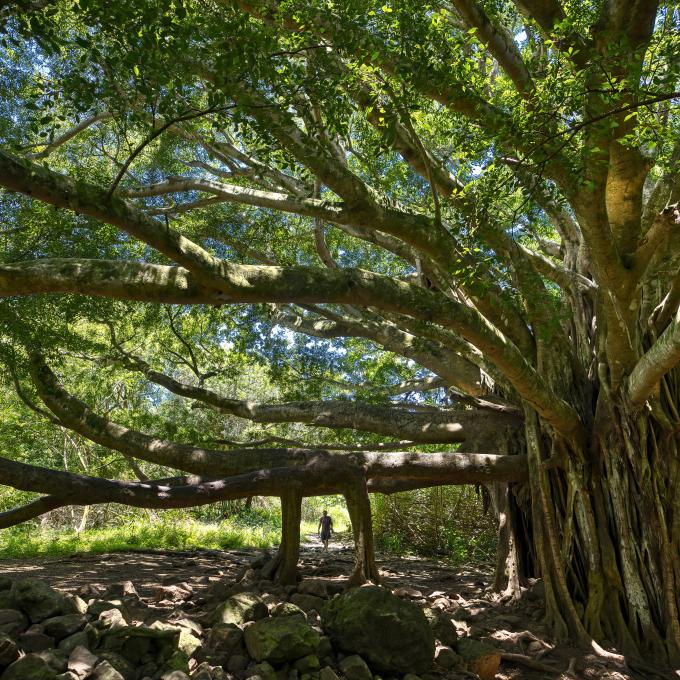 The Pipiwai Trail Banyan Tree in Maui, Hawaiʻi