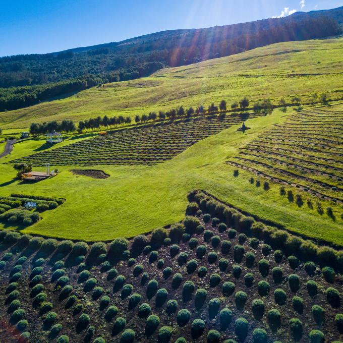The Aliʻi Kula Lavender Farm in Maui, Hawaiʻi