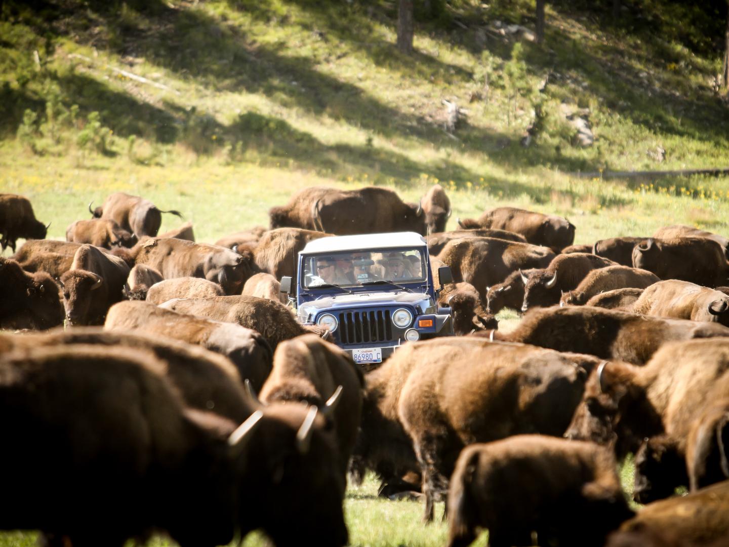 卡斯特州立公園的年度趕牛活動，共要趕 1,300 頭野牛