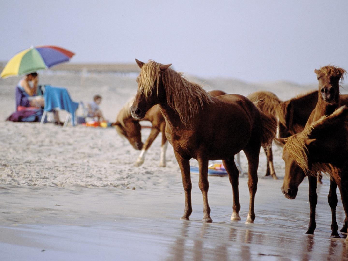 阿薩提格島海灘上的小馬