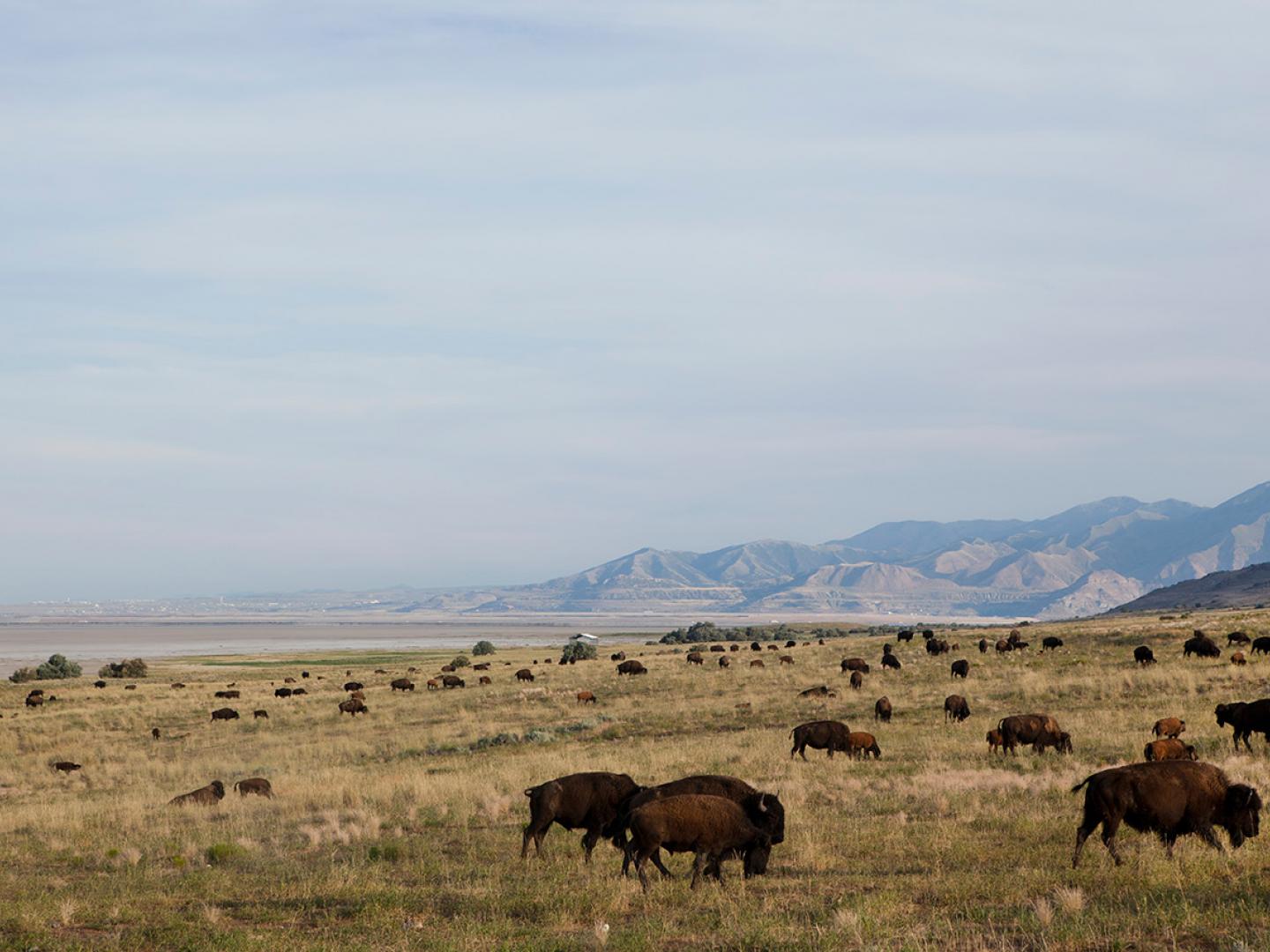 在猶他州的羚羊島州立公園觀察野牛