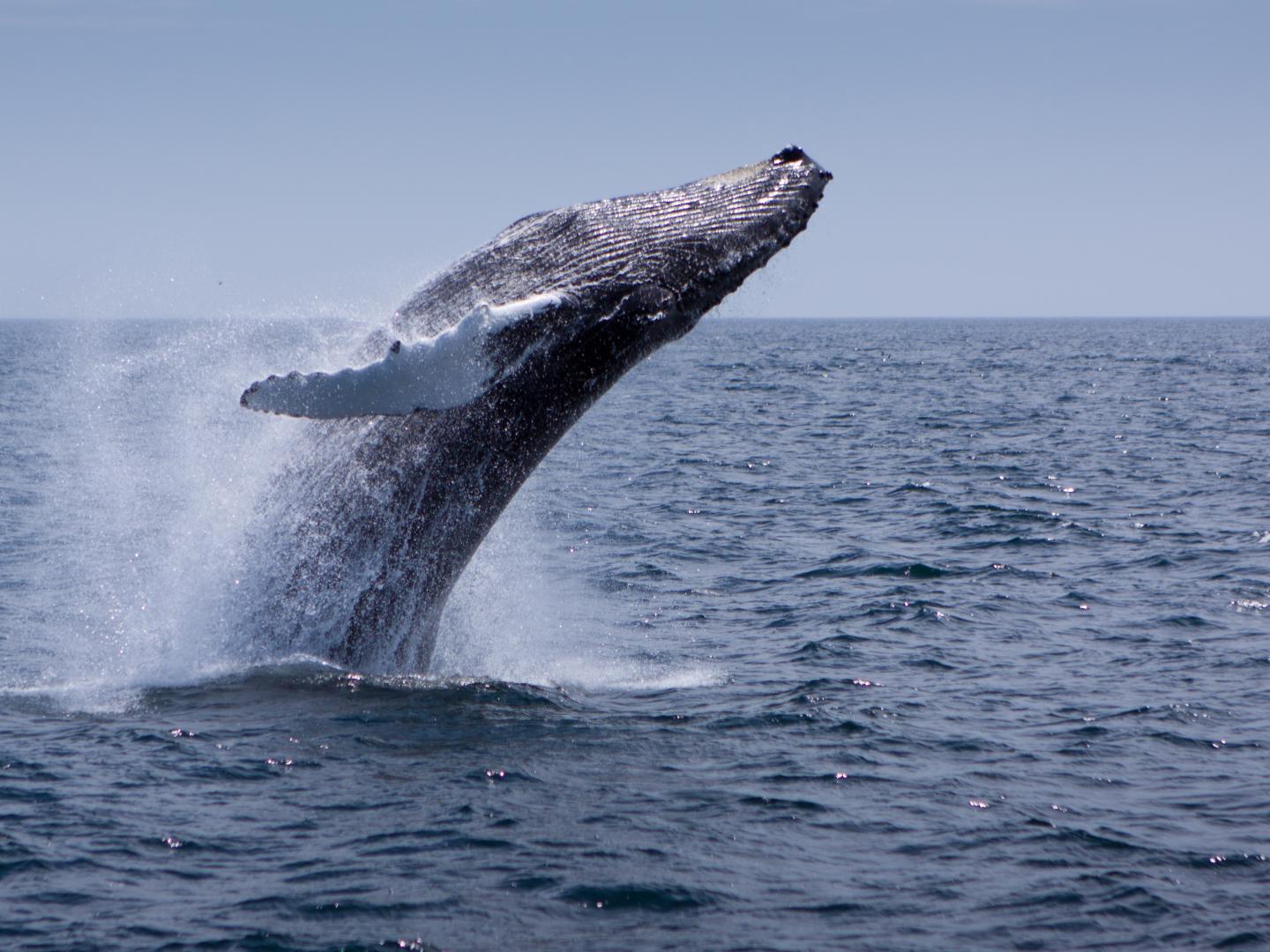 斯特勒威根海岸國家海洋保護區