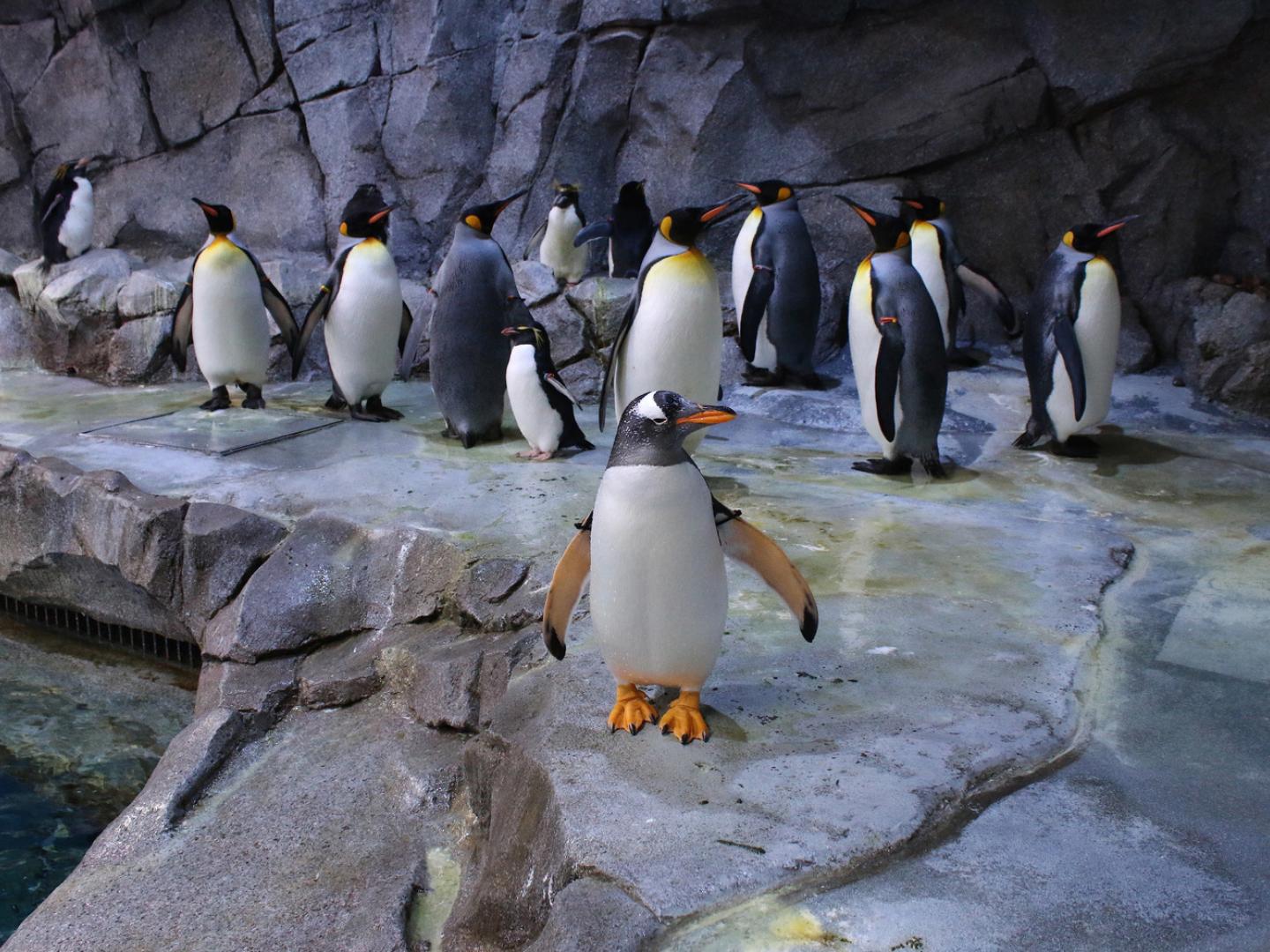 底特律動物園裡的企鵝