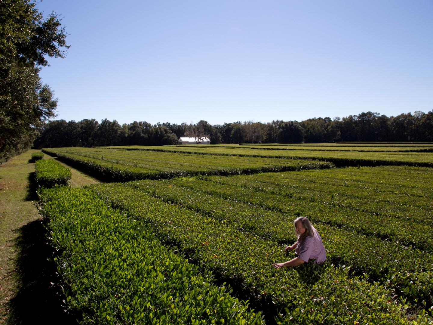 在南卡羅萊納州的查爾斯頓茶園採收茶葉 在南卡羅萊納州的查爾斯頓茶園採收茶葉