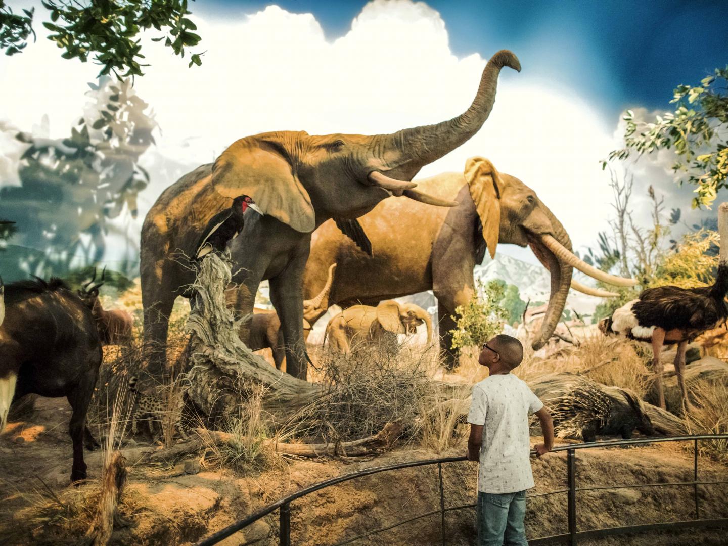 密蘇里州春田野生動物奇觀國家博物館的大象展覽