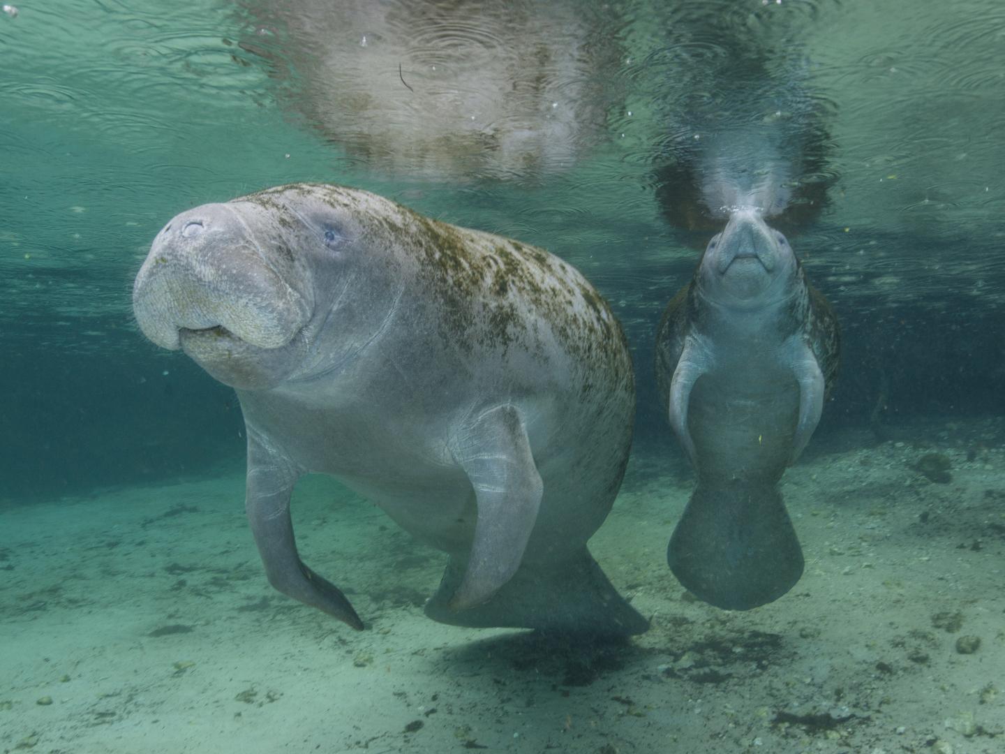 佛羅里達州水晶河的三姊妹噴泉裡有海牛在游泳