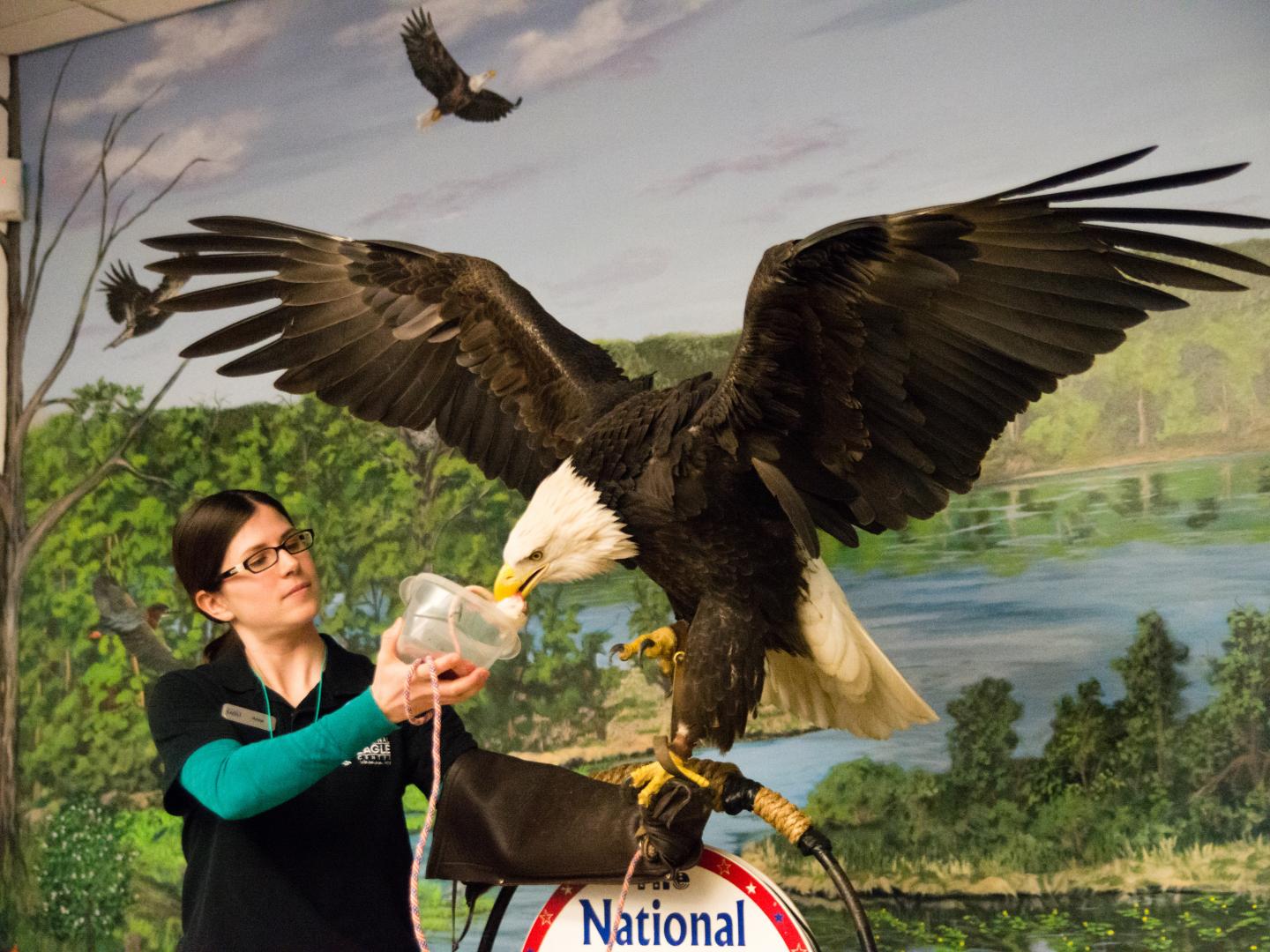 在國家老鷹研究中心近距離瞭解和接觸老鷹