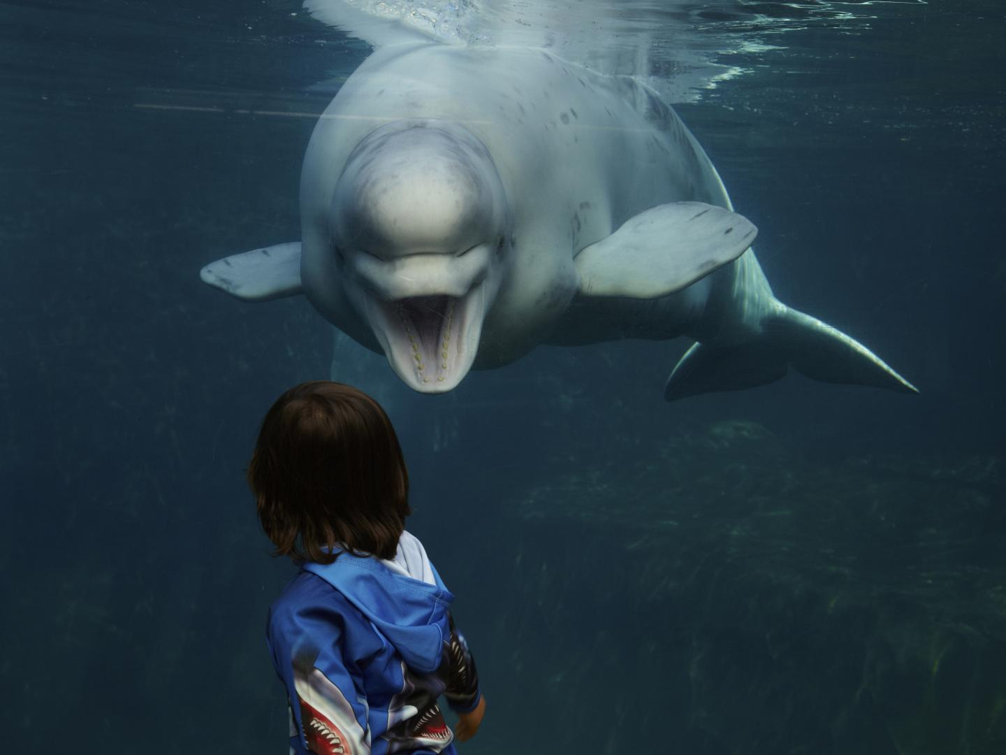 A young boy looking at a Beluga Whale at the Mystic Aquarium in Connecticut