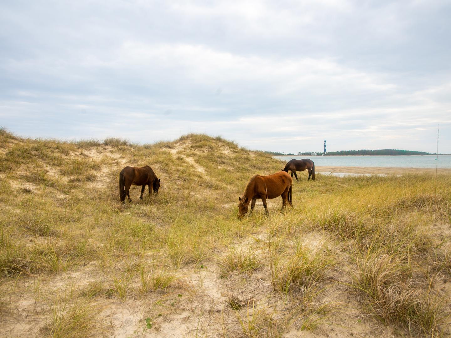 Wild horses grazing at Shackleford Banks, North Carolina