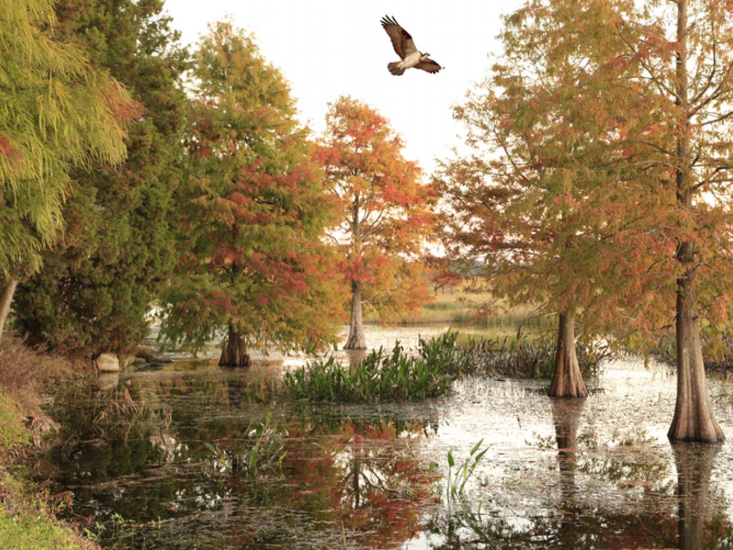 A hawk flying over the wetlands at Trap Pond State Park in Delaware A hawk flying over the wetlands at Trap Pond State Park in Delaware