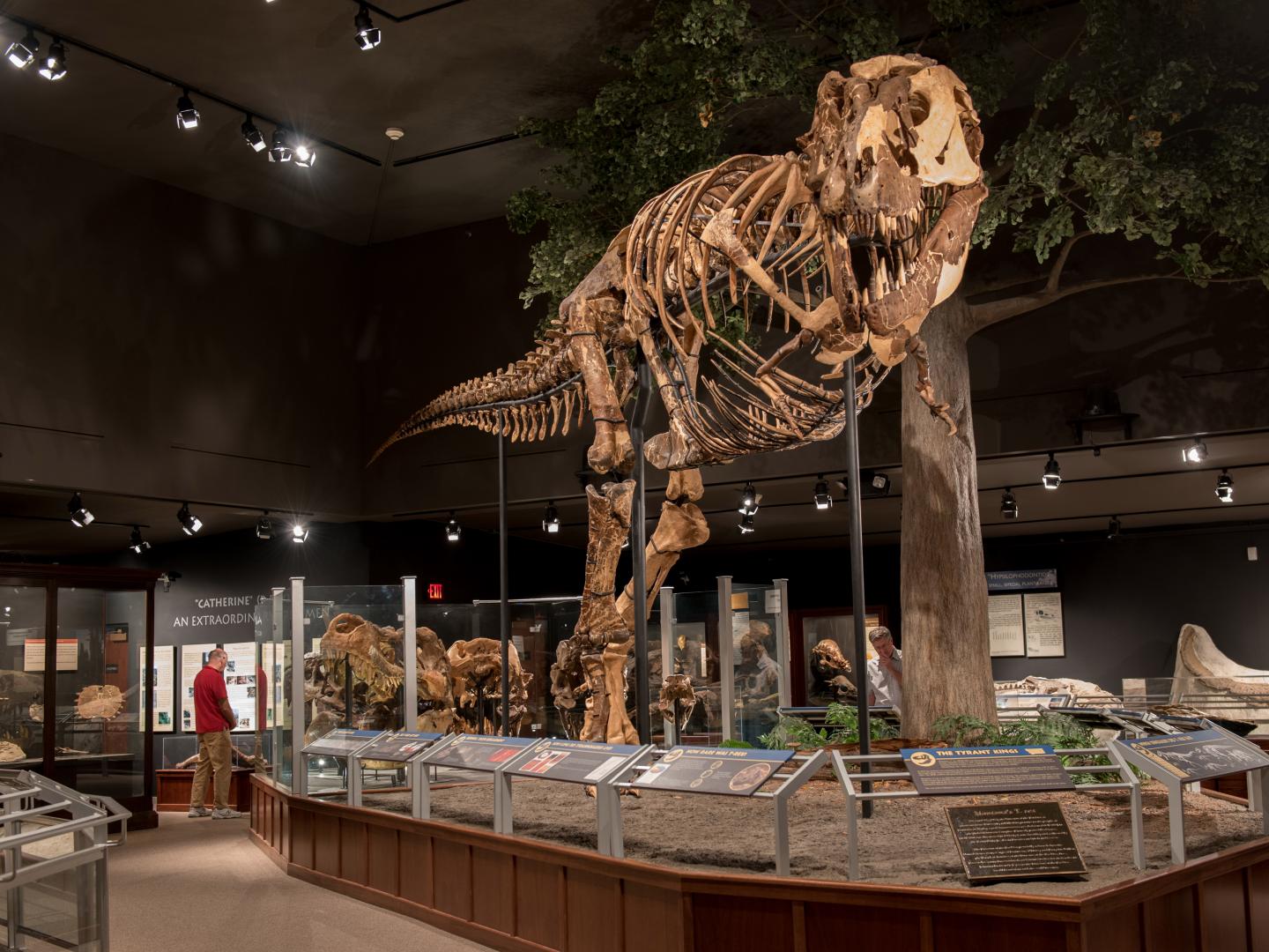Exhibits inside the Museum of the Rockies in Bozeman, Montana