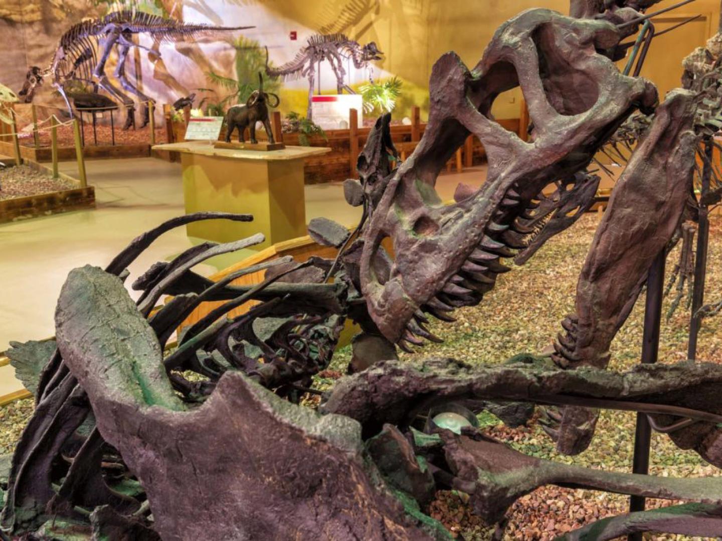 Mounted fossils on display at the Wyoming Dinosaur Center in Thermopolis, Wyoming