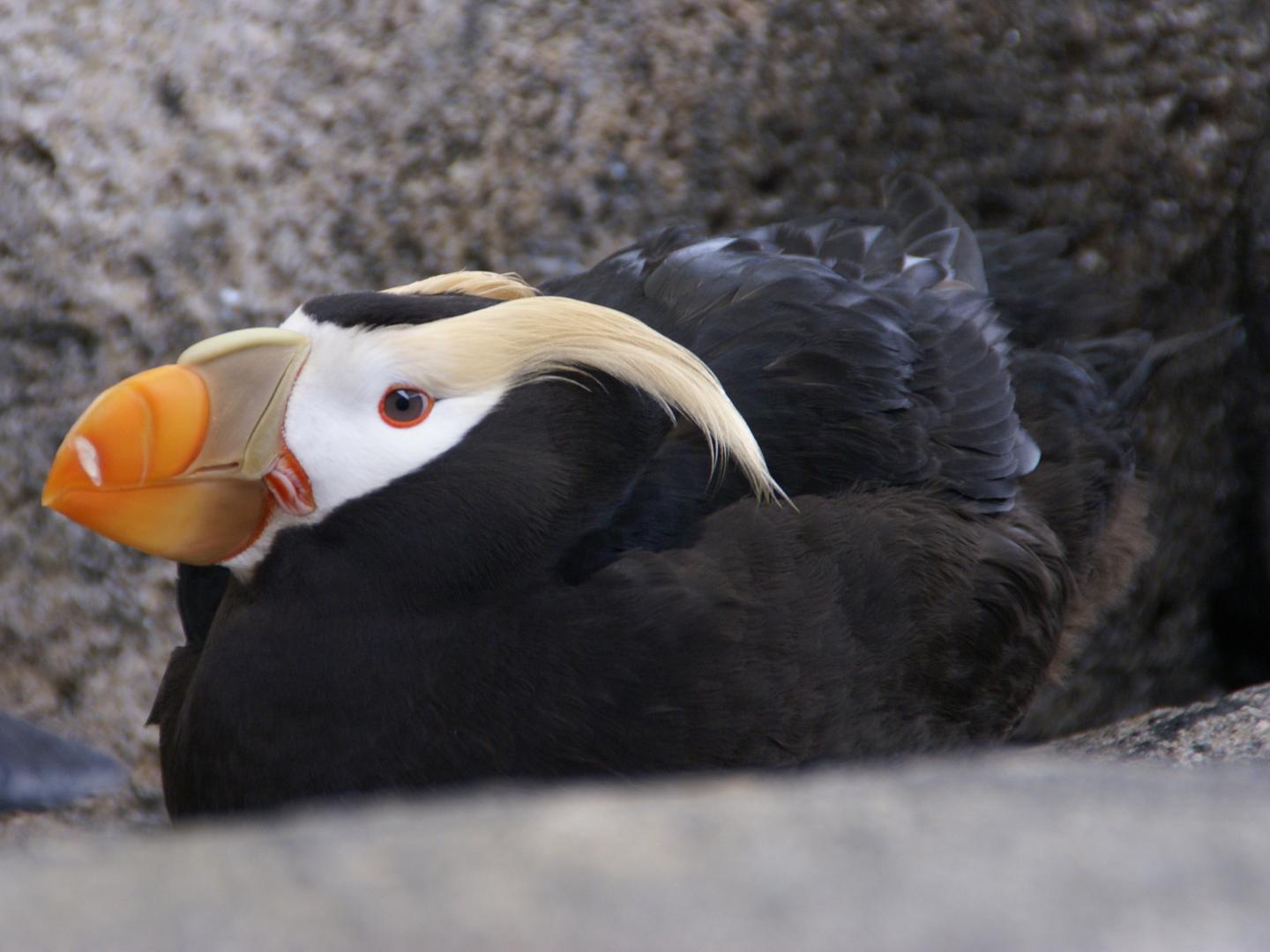 A puffin at the Alaska SeaLife Center in Seward A puffin at the Alaska SeaLife Center in Seward