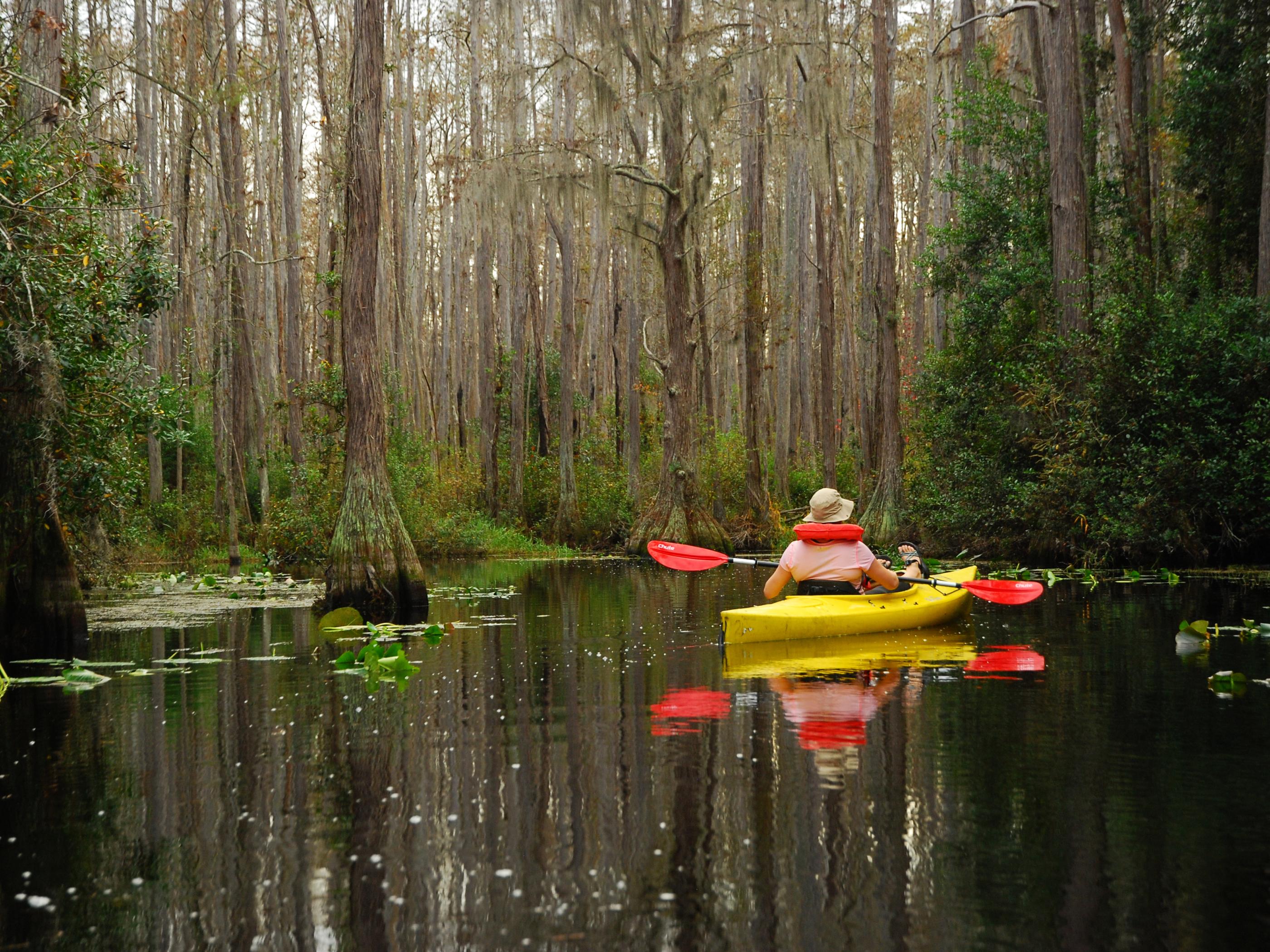 Kayaking the Okefenokee Swamp in Georgia Kayaking the Okefenokee Swamp in Georgia
