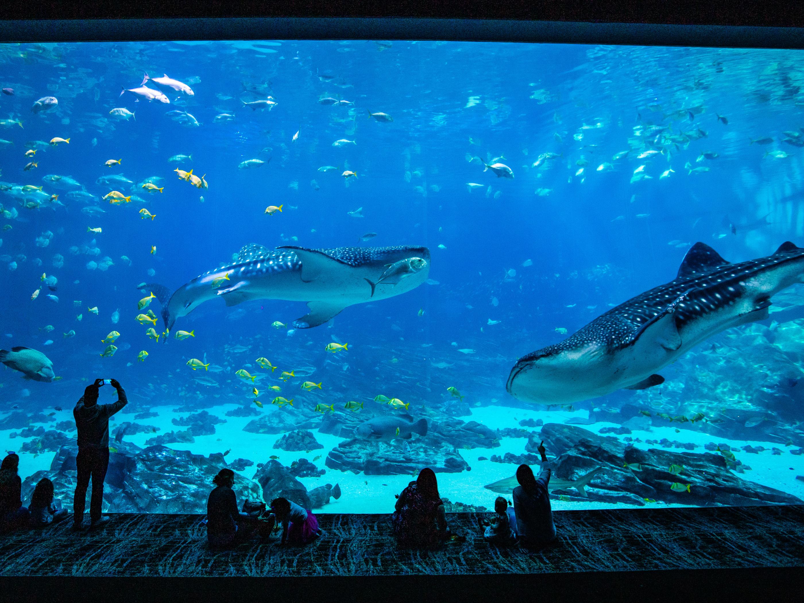 Spotting whale sharks in the Ocean Voyager exhibit at the Georgia Aquarium in Atlanta Spotting whale sharks in the Ocean Voyager exhibit at the Georgia Aquarium in Atlanta