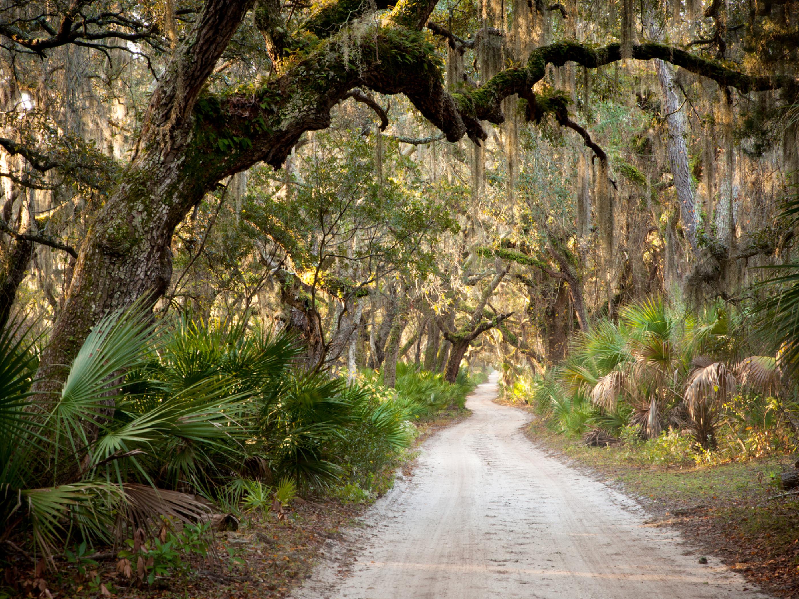 Live Oak Trees lining a secluded road on Cumberland Island in Georgia Live Oak Trees lining a secluded road on Cumberland Island in Georgia