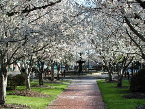 Spring cherry blossoms in Dunlap Park