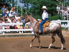 一匹阿帕盧薩馬在肯塔基州列克星敦的肯塔基駿馬公園漫步 一匹阿帕盧薩馬在肯塔基州列克星敦的肯塔基駿馬公園漫步