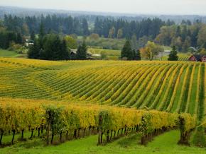 Grapevines blanketing wine country Grapevines blanketing wine country