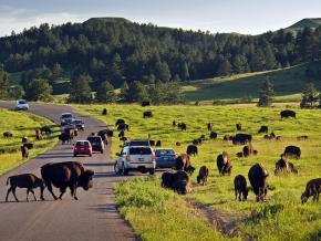 Some of the 1,300 bison roaming freely throughout Custer State Park in South Dakota