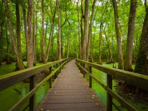 搭乘獨木舟探索沼澤 搭乘獨木舟探索沼澤