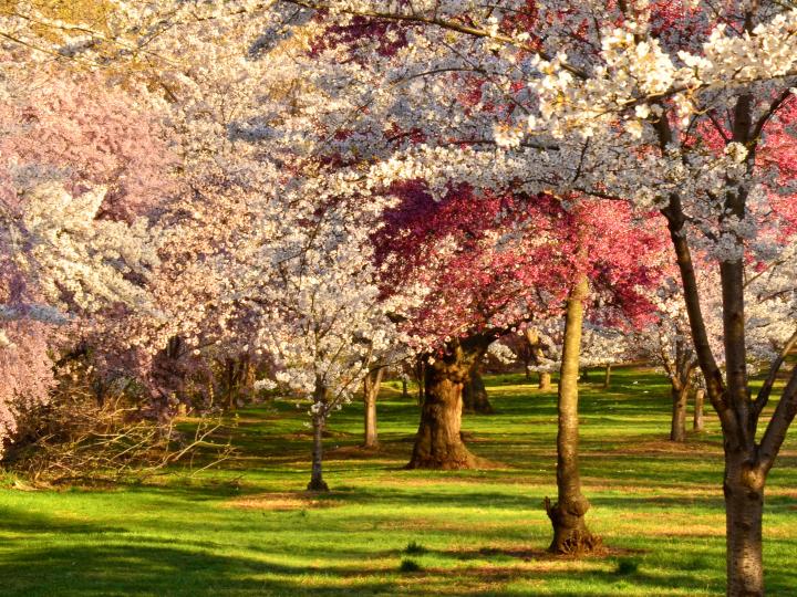 小溪公園櫻花節時盛開的櫻花