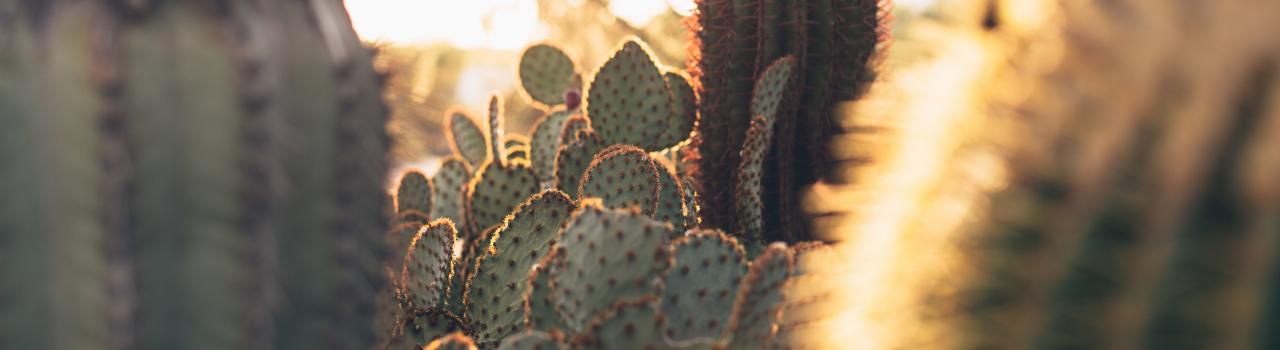 亞利桑那州圖森附近的仙人掌 亞利桑那州圖森附近的仙人掌