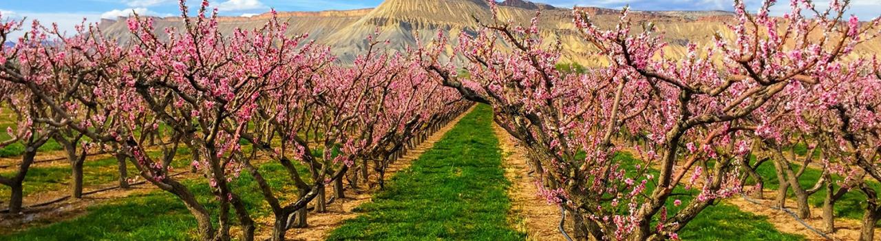 A lavender farm in Grand Junction, Colorado A lavender farm in Grand Junction, Colorado