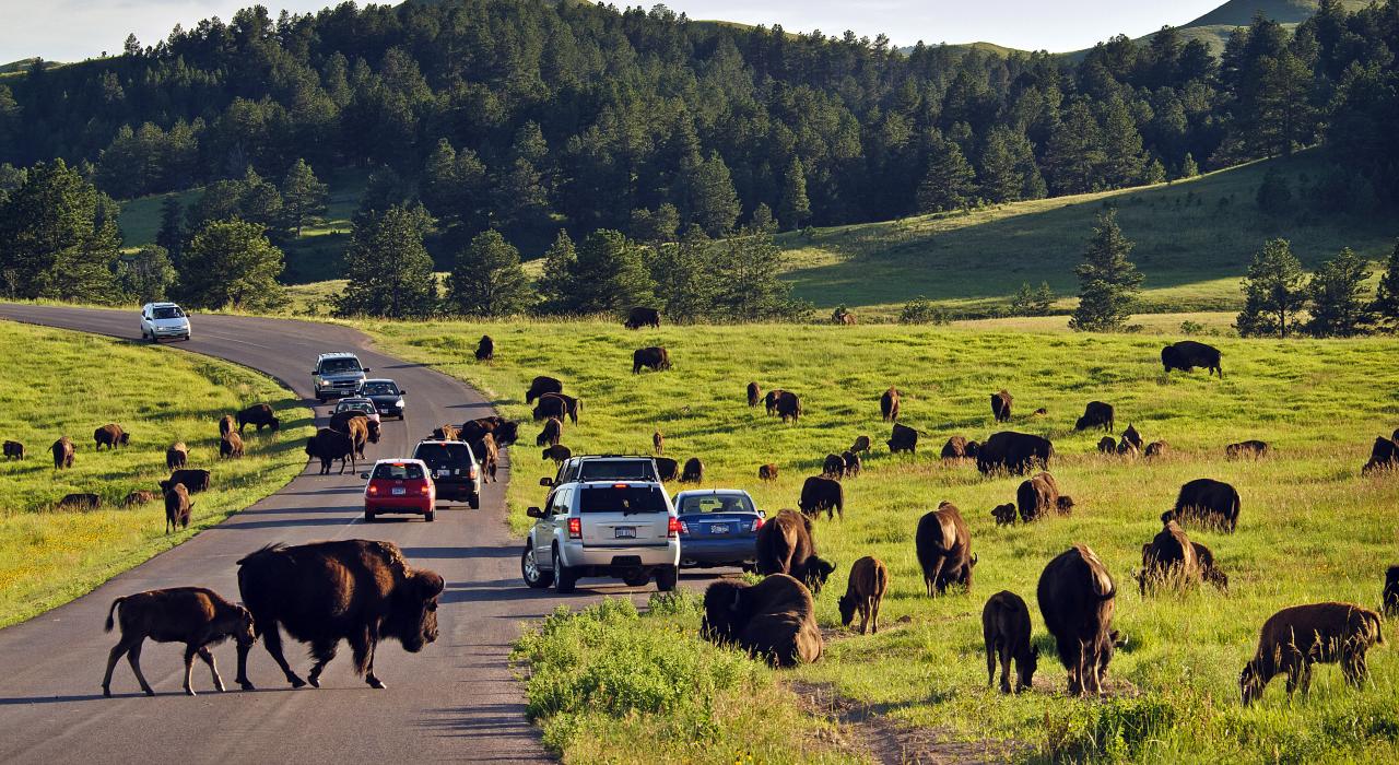 Some of the 1,300 bison roaming freely throughout Custer State Park in South Dakota Some of the 1,300 bison roaming freely throughout Custer State Park in South Dakota