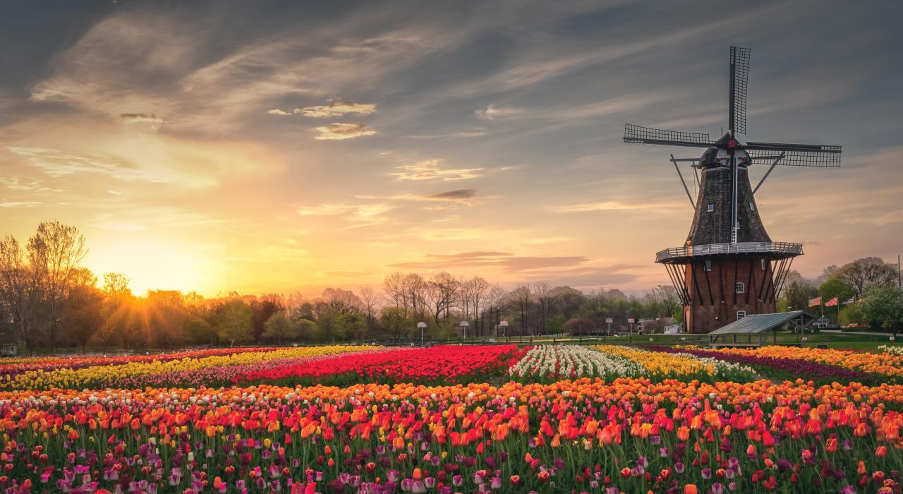 The DeZwaan Windmill surrounded by blooming tulips at Windmill Island Gardens The DeZwaan Windmill surrounded by blooming tulips at Windmill Island Gardens