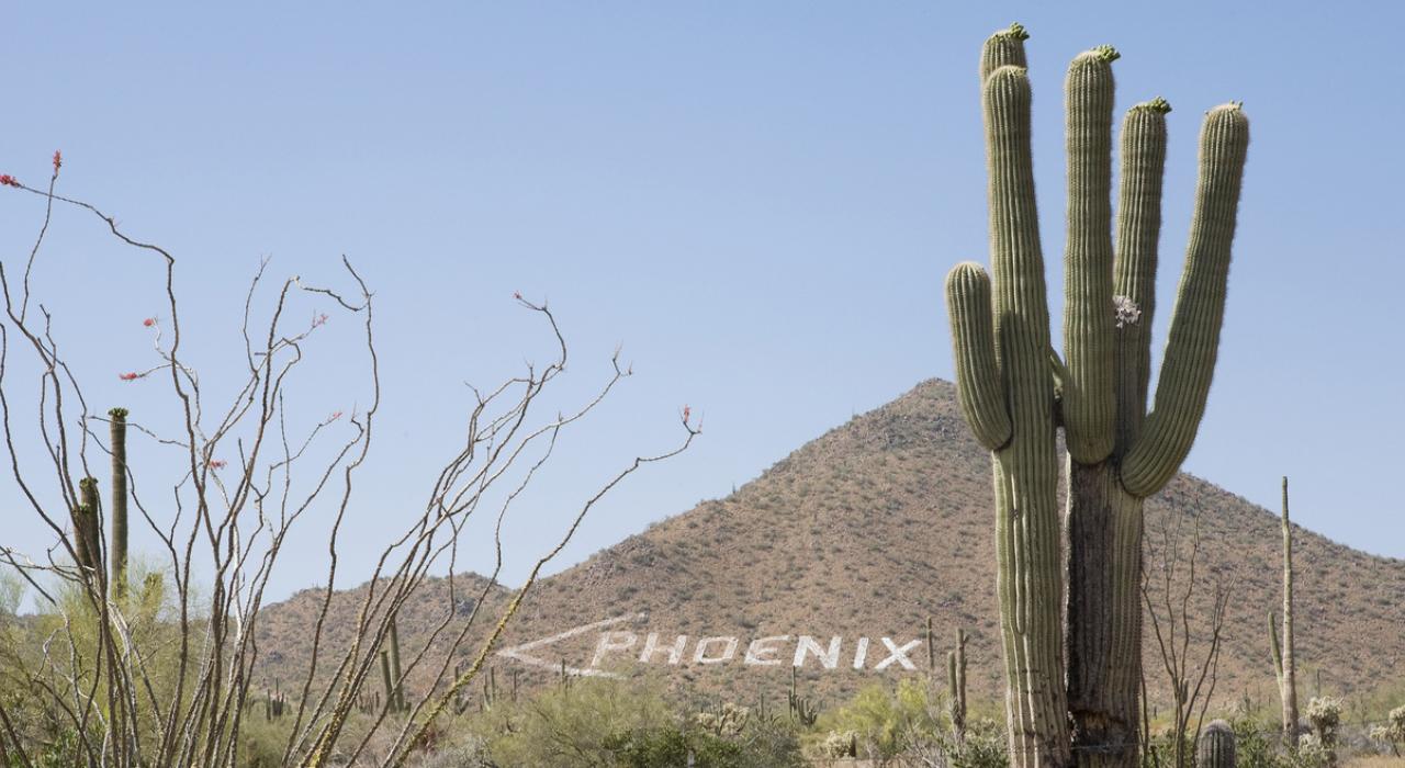 巨型仙人掌和山坡上的路標