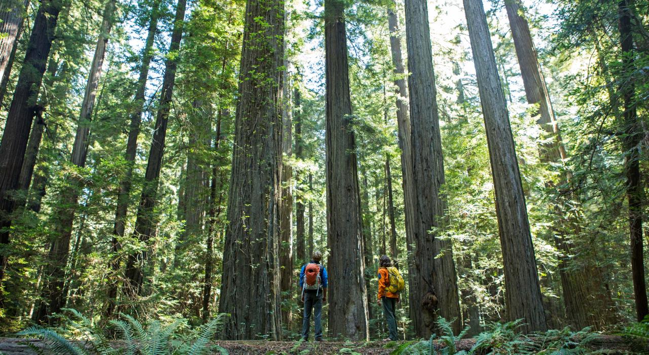 瞻仰地表最高的參天古木