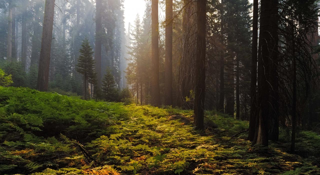 陽光透過高聳的紅木林映照在林地