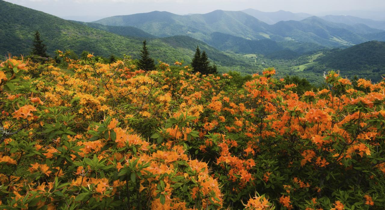 前往北卡羅萊納州希科利的路上，沿途風光明媚