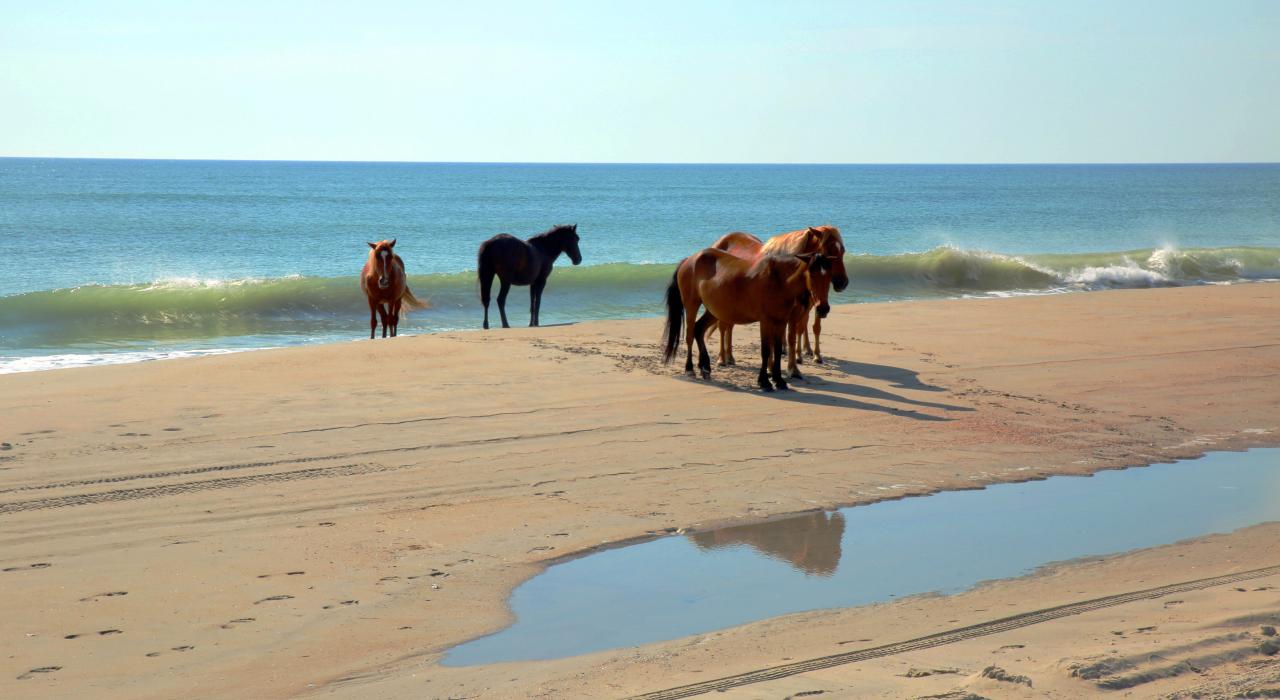 Wild horses in Corolla, Currituck County, North Carolina Wild horses in Corolla, Currituck County, North Carolina