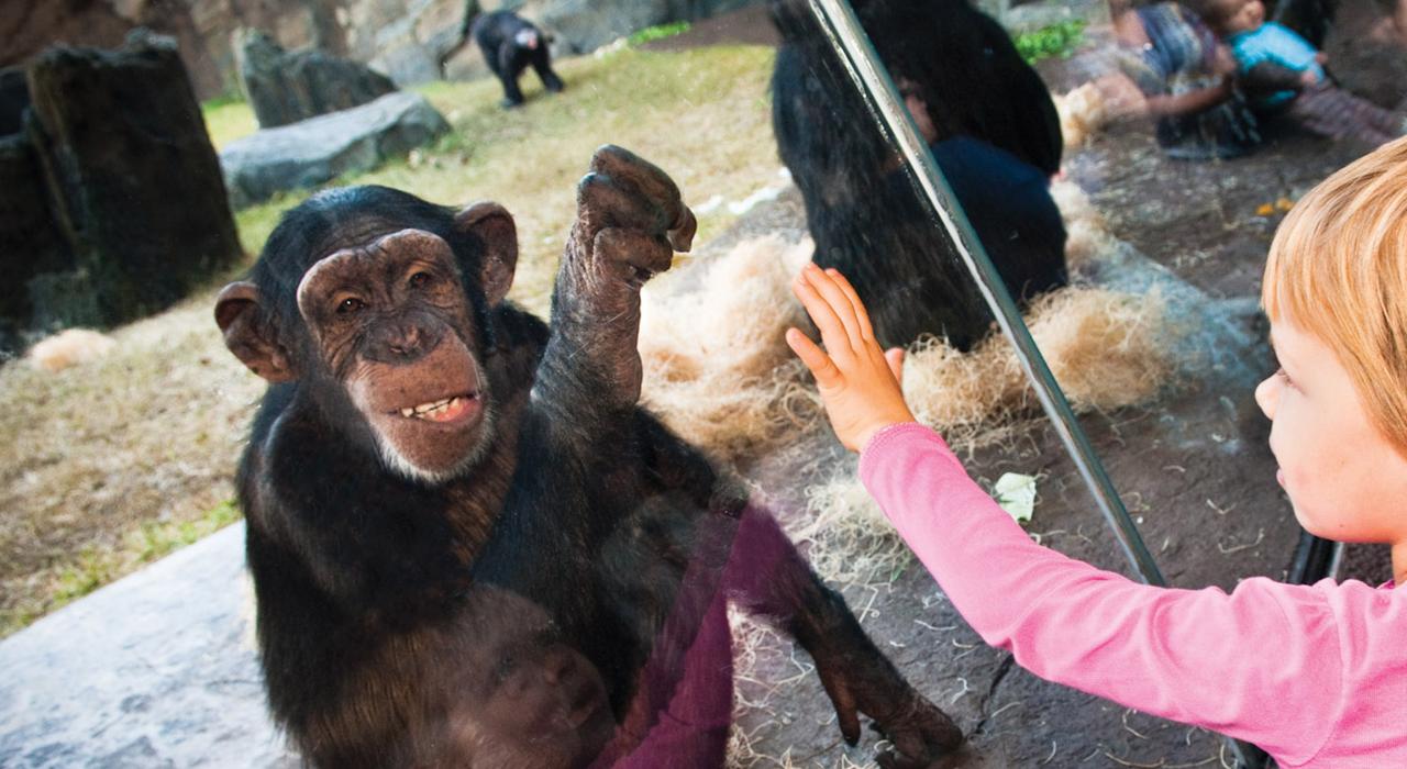 與黑猩猩在休士頓動物園近距離接觸