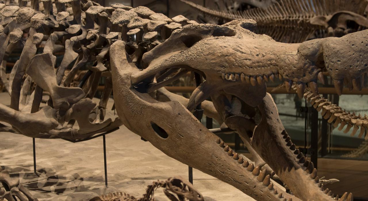 自然歷史博物館中的恐龍骨骼 自然歷史博物館中的恐龍骨骼