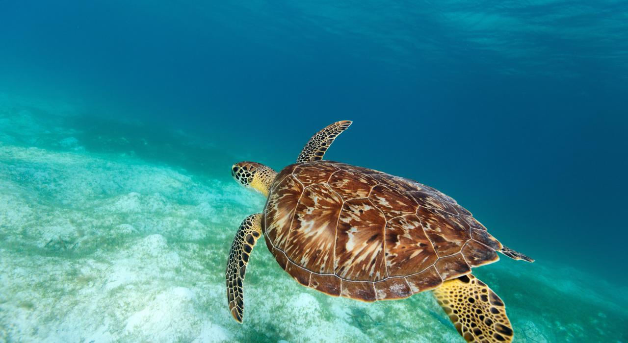 Hawksbill sea turtle swimming in the tropical ocean