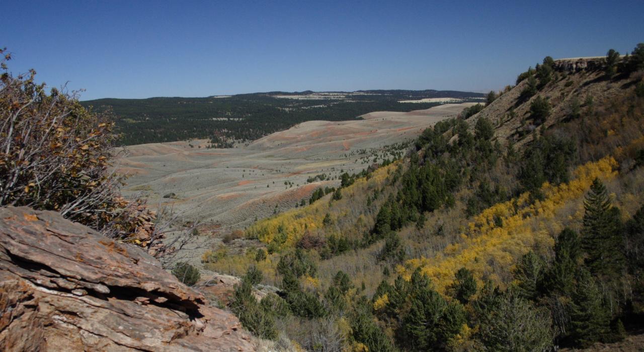 Wildflowers blanketing Casper Mountain 