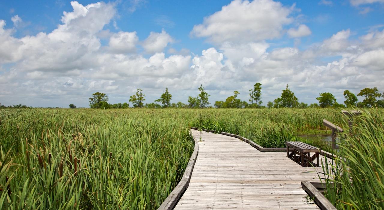 沿著克里奧天然小徑木板步道穿越沼澤 沿著克里奧天然小徑木板步道穿越沼澤