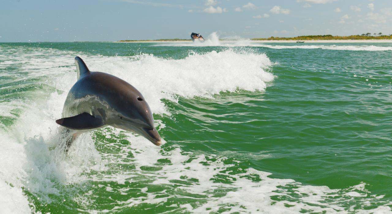 Wild dolphin leaping in a boat’s wake