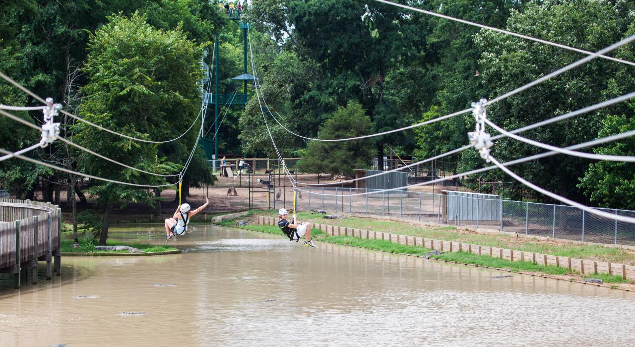 Ziplining over alligators