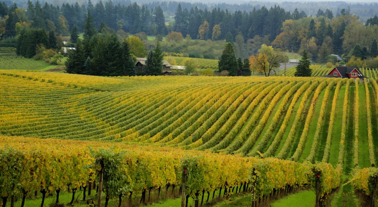 Grapevines blanketing wine country