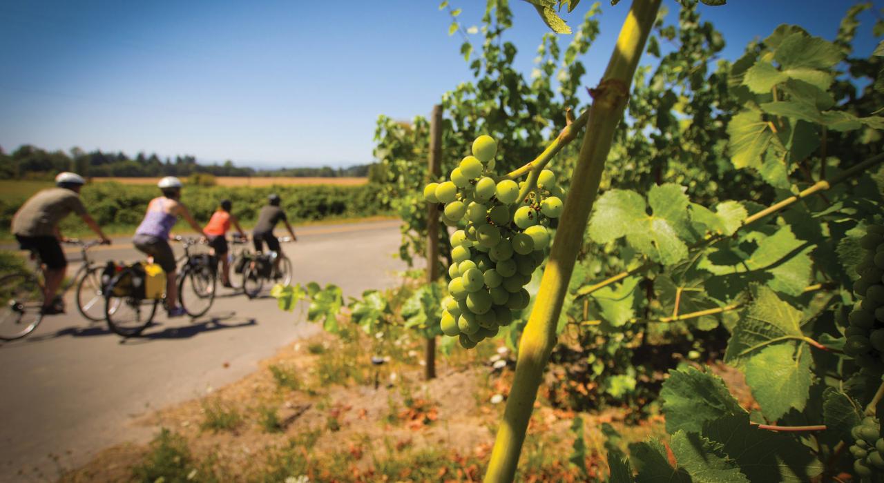 Biking through Ankeny Vineyard