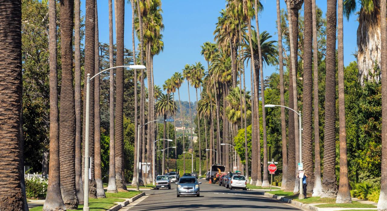比佛利山莊的棕櫚大道