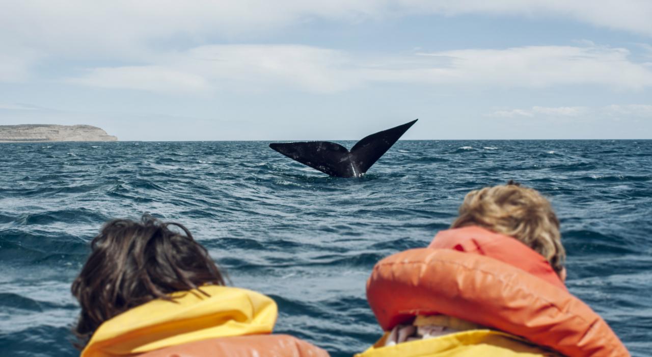 城市海岸附近的賞鯨之旅