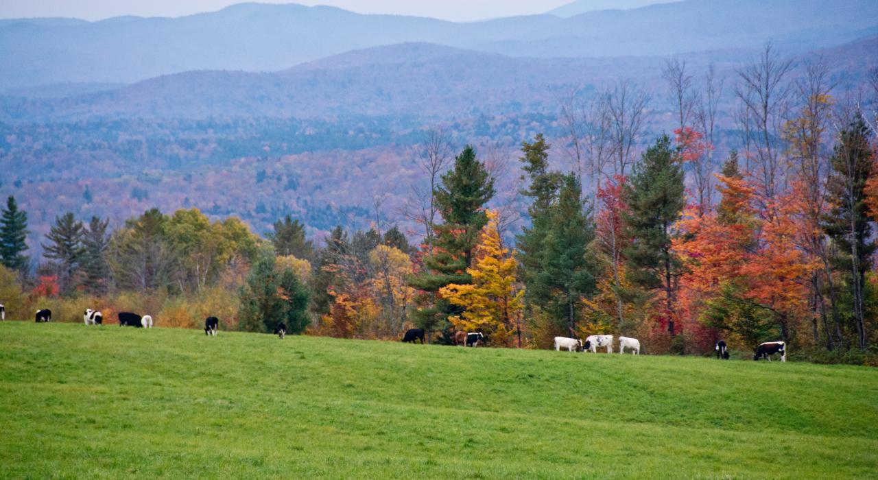 繽紛秋葉與山景中的放牧牛群