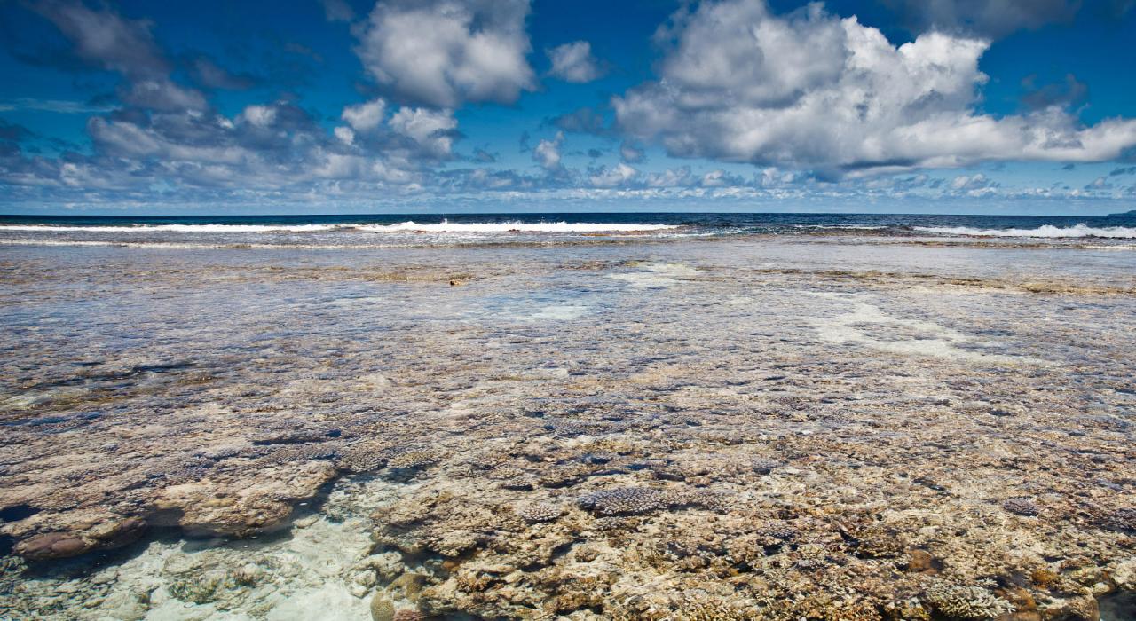 岸邊生氣勃勃的珊瑚礁生態系統棲息地